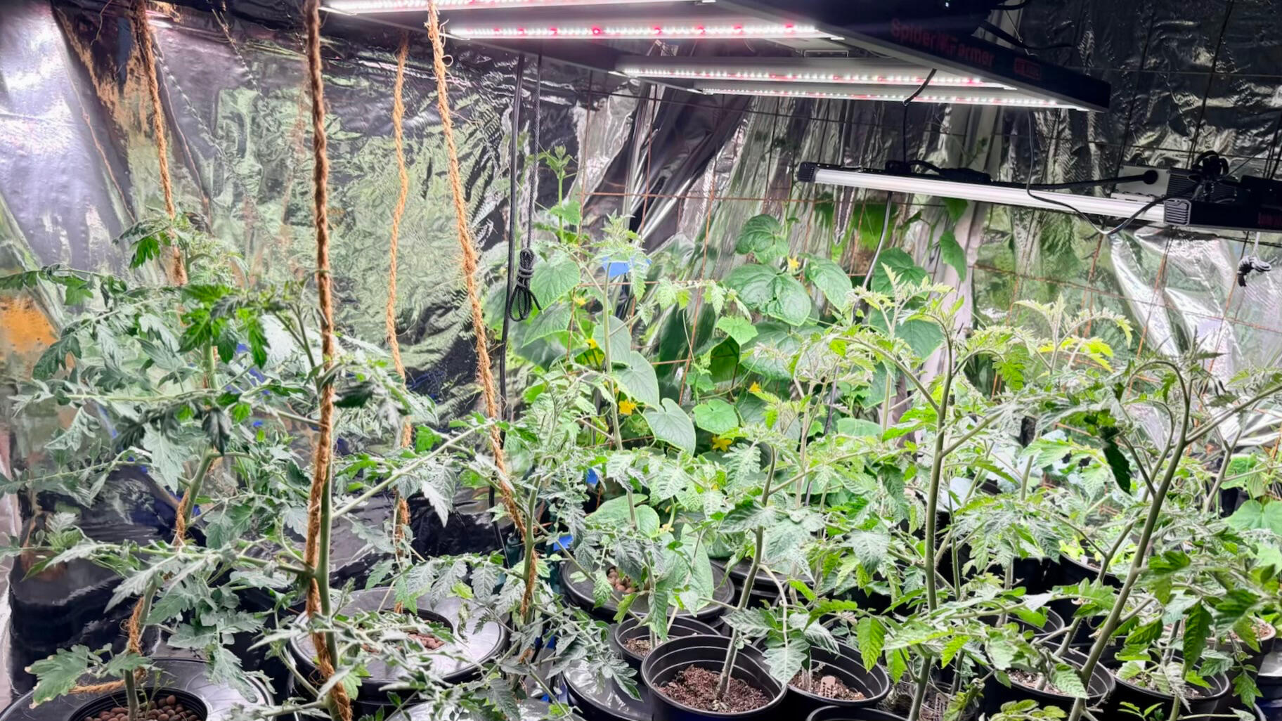 North Austin garage hydroponic grow tent with Spider Farmer LED lights and tomato plants