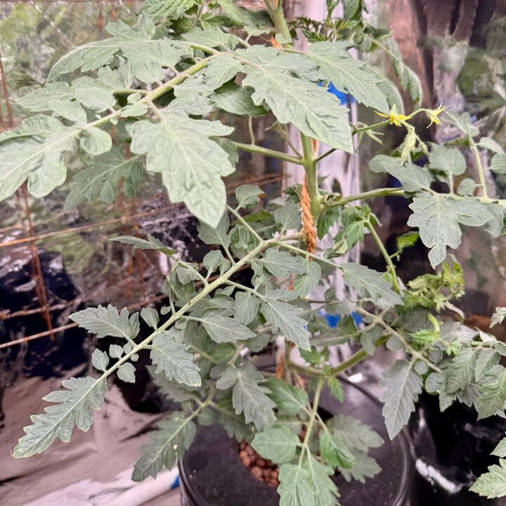 Healthy chocolate cherry tomato plants growing in Kratky hydroponic buckets