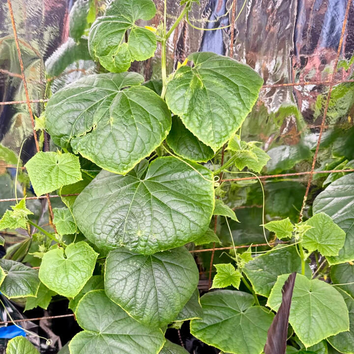Crisp green cucumber vines growing vertically in Kratky hydroponic buckets under Spider Farmer LED lights in North Austin garage